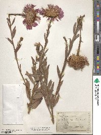 Centaurea americana image