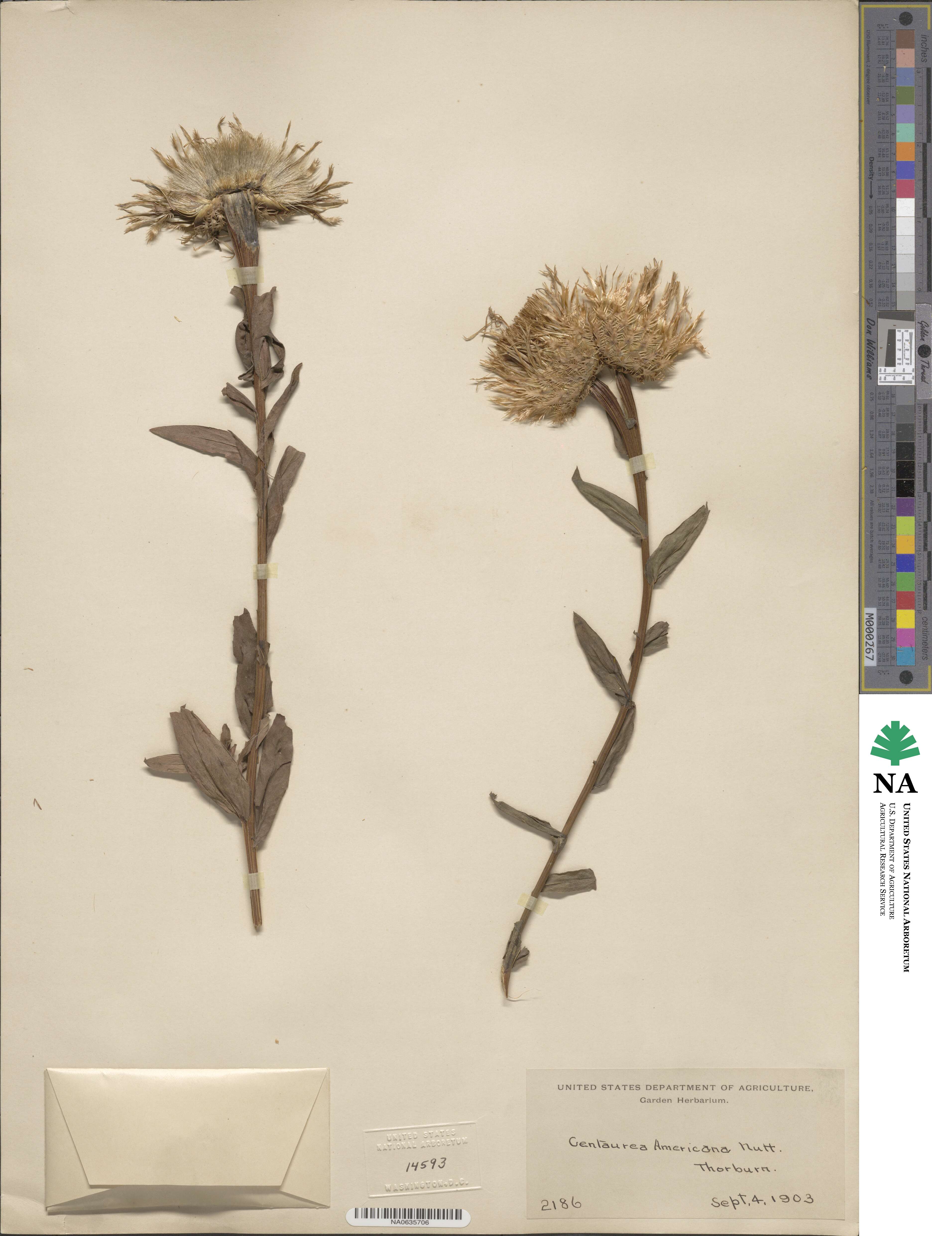 Centaurea americana image