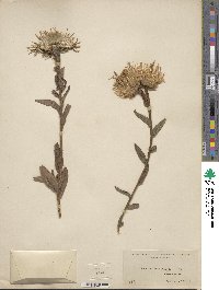 Centaurea americana image