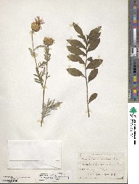 Centaurea dealbata image