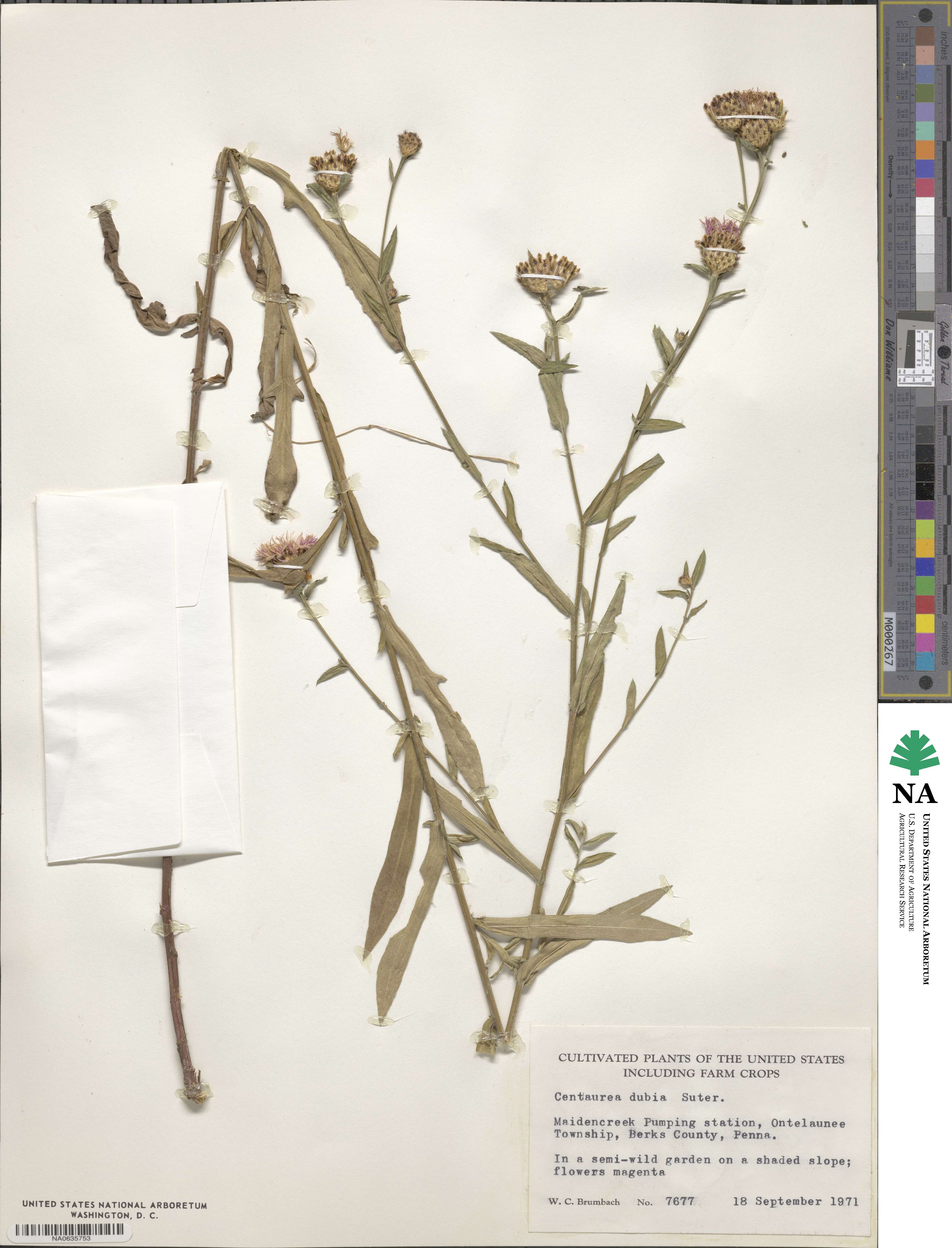 Centaurea dubia image