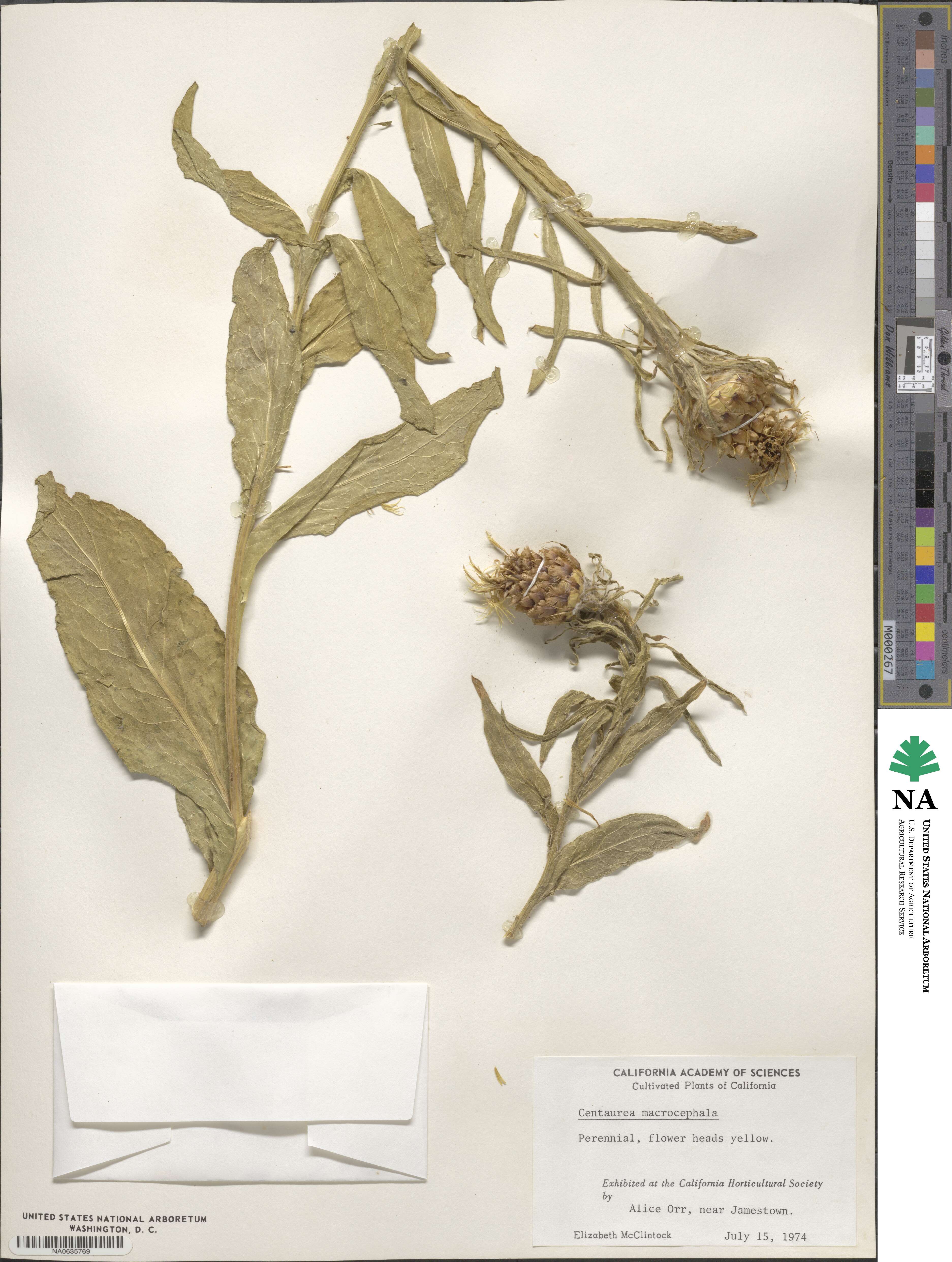 Centaurea macrocephala image