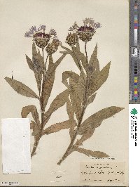 Centaurea montana image