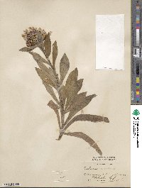 Centaurea montana image