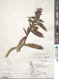 Centaurea montana image