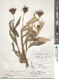 Centaurea montana image