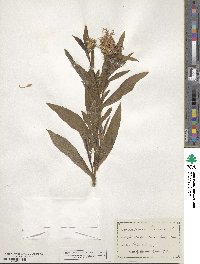 Centaurea montana image