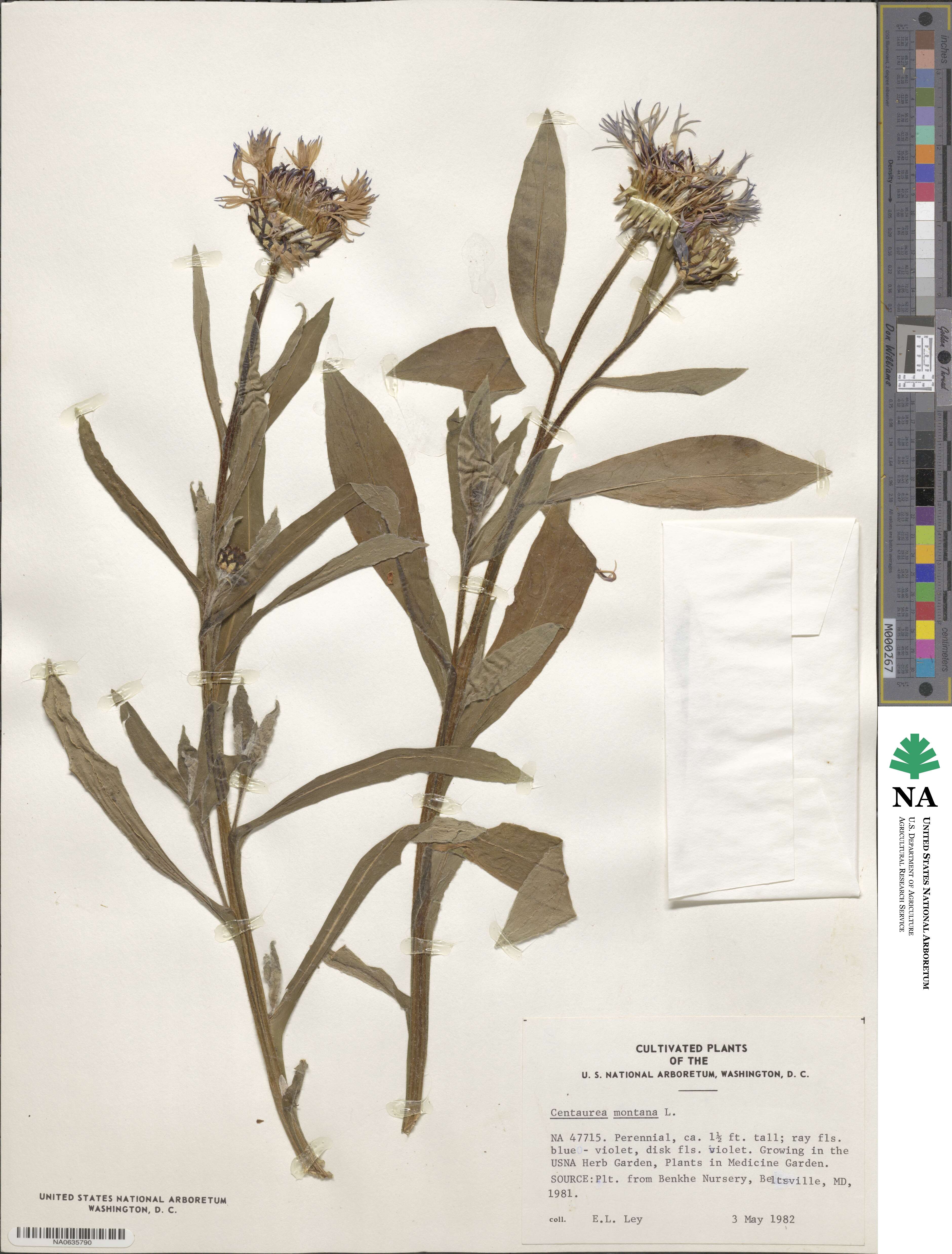 Centaurea montana image