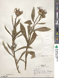 Centaurea montana image