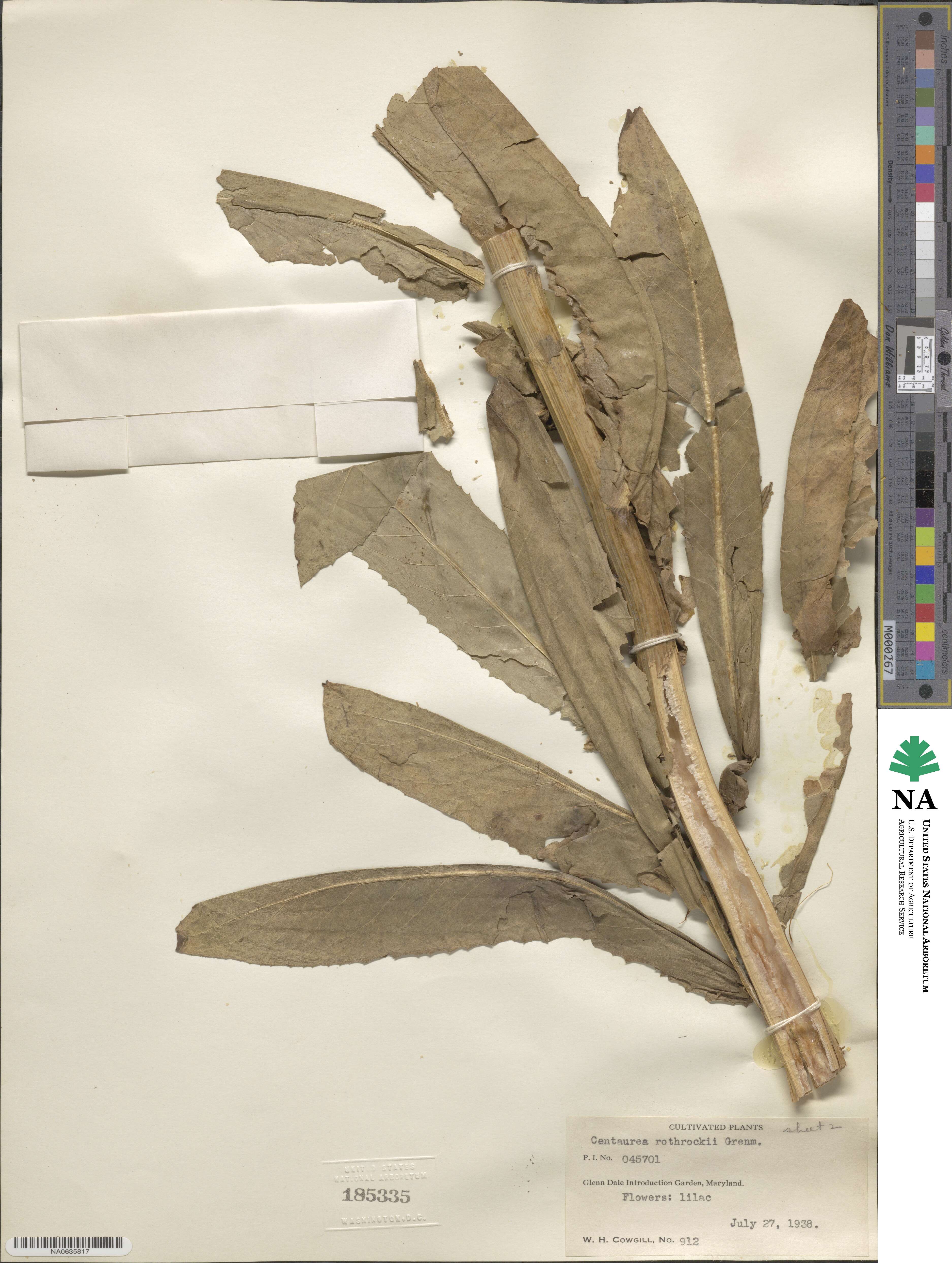 Plectocephalus rothrockii image