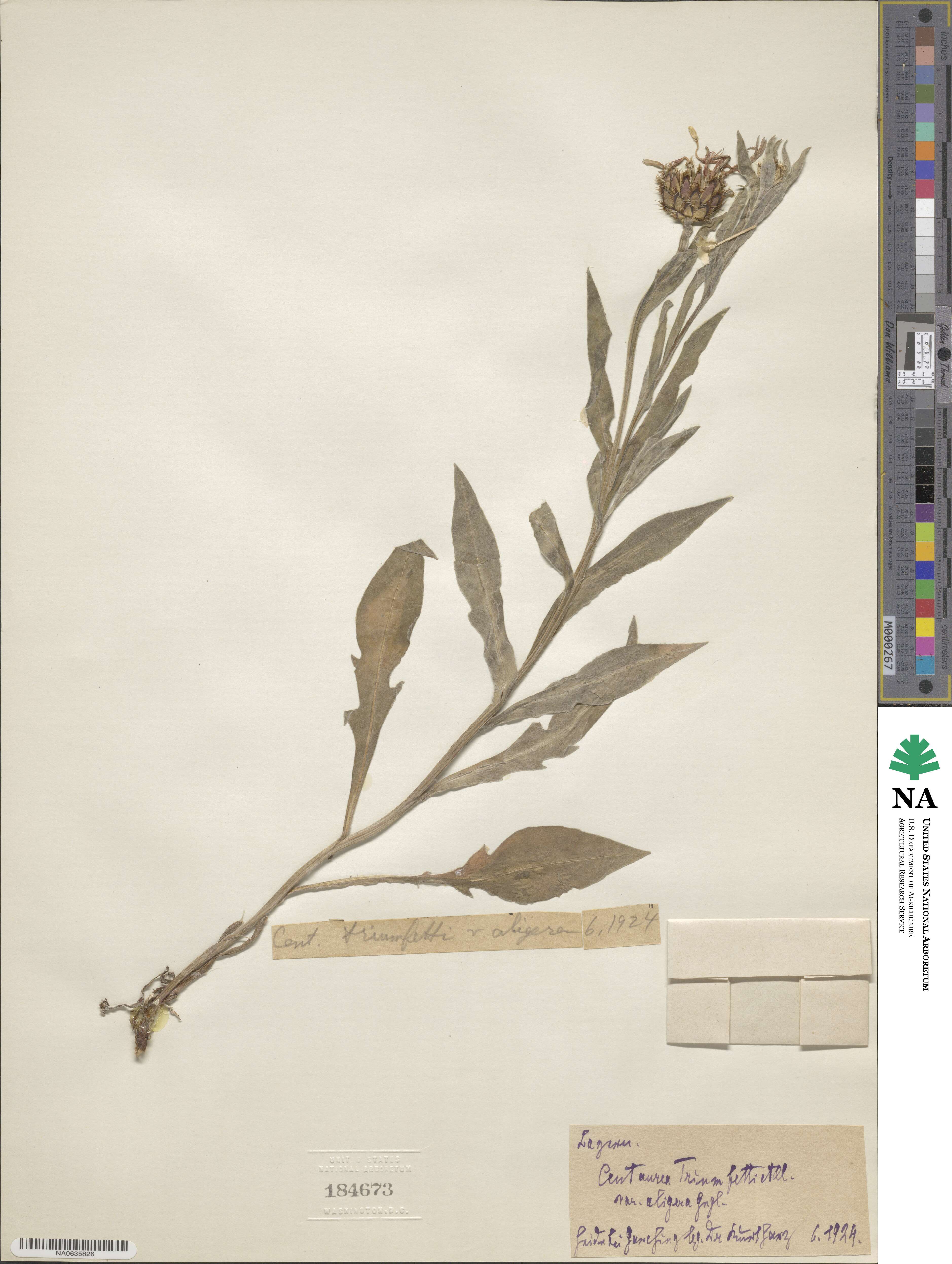Centaurea triumfettii image
