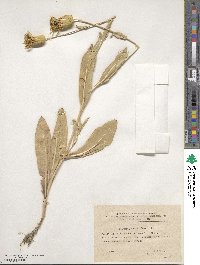 Image of Klasea latifolia