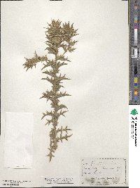 Carthamus lanatus image