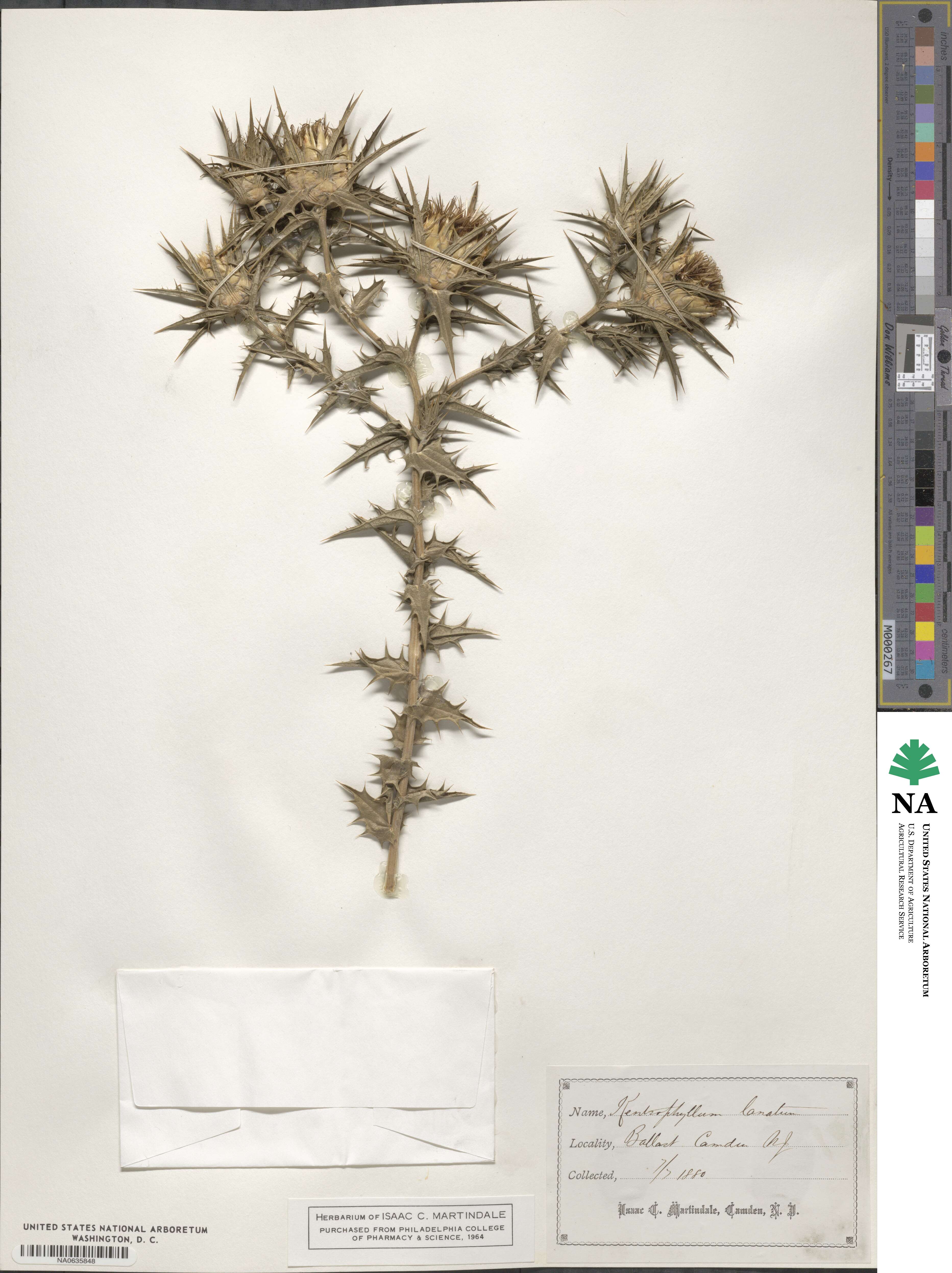 Carthamus lanatus image