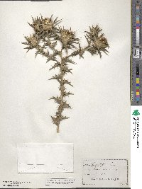 Carthamus lanatus image