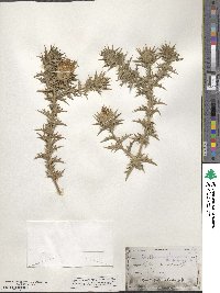 Carthamus lanatus image