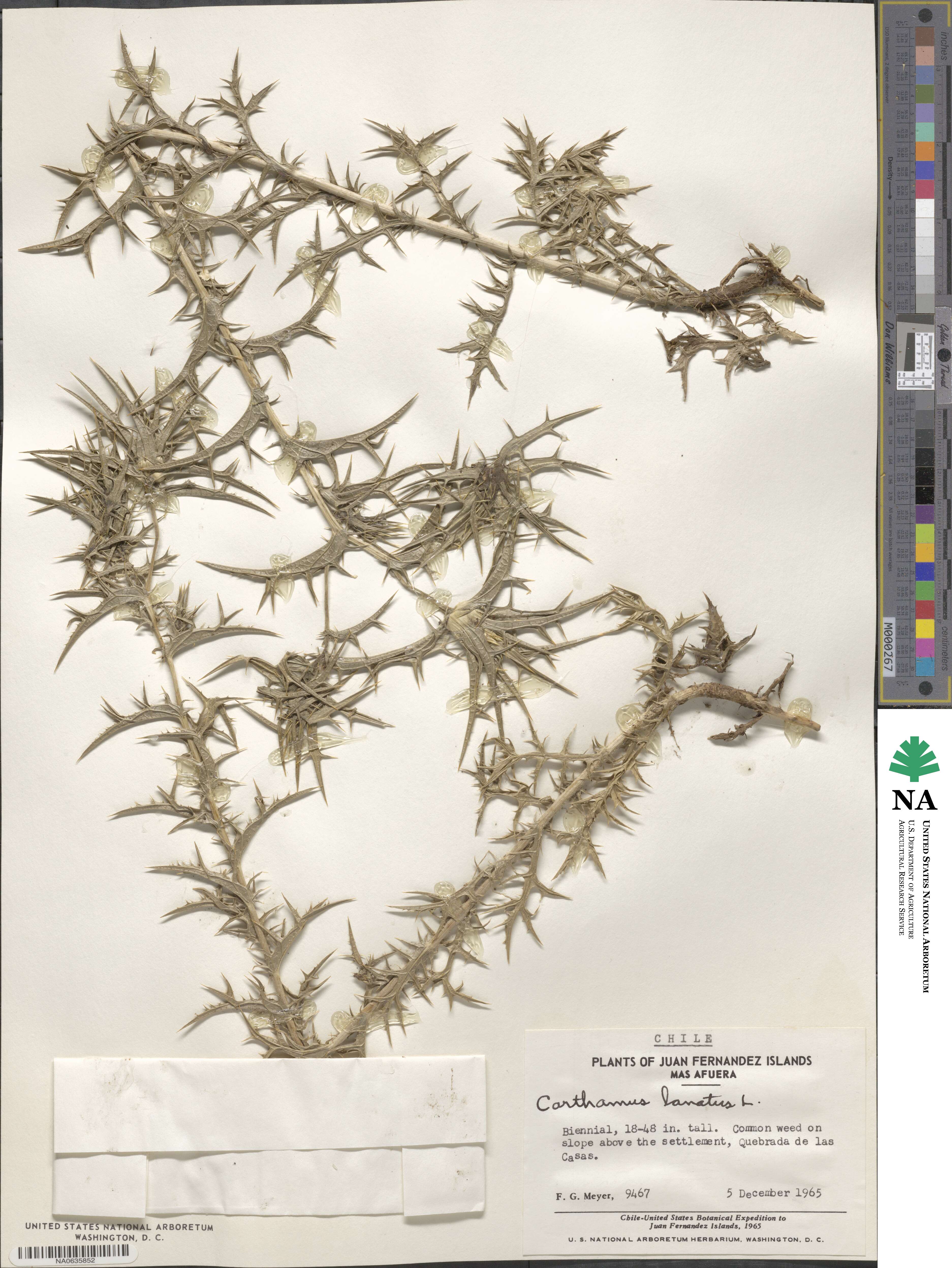 Carthamus lanatus image