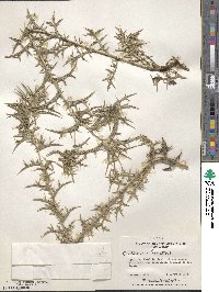 Carthamus lanatus image