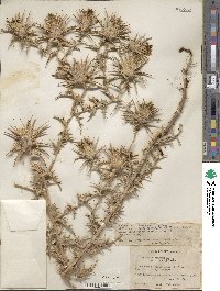 Carthamus lanatus image