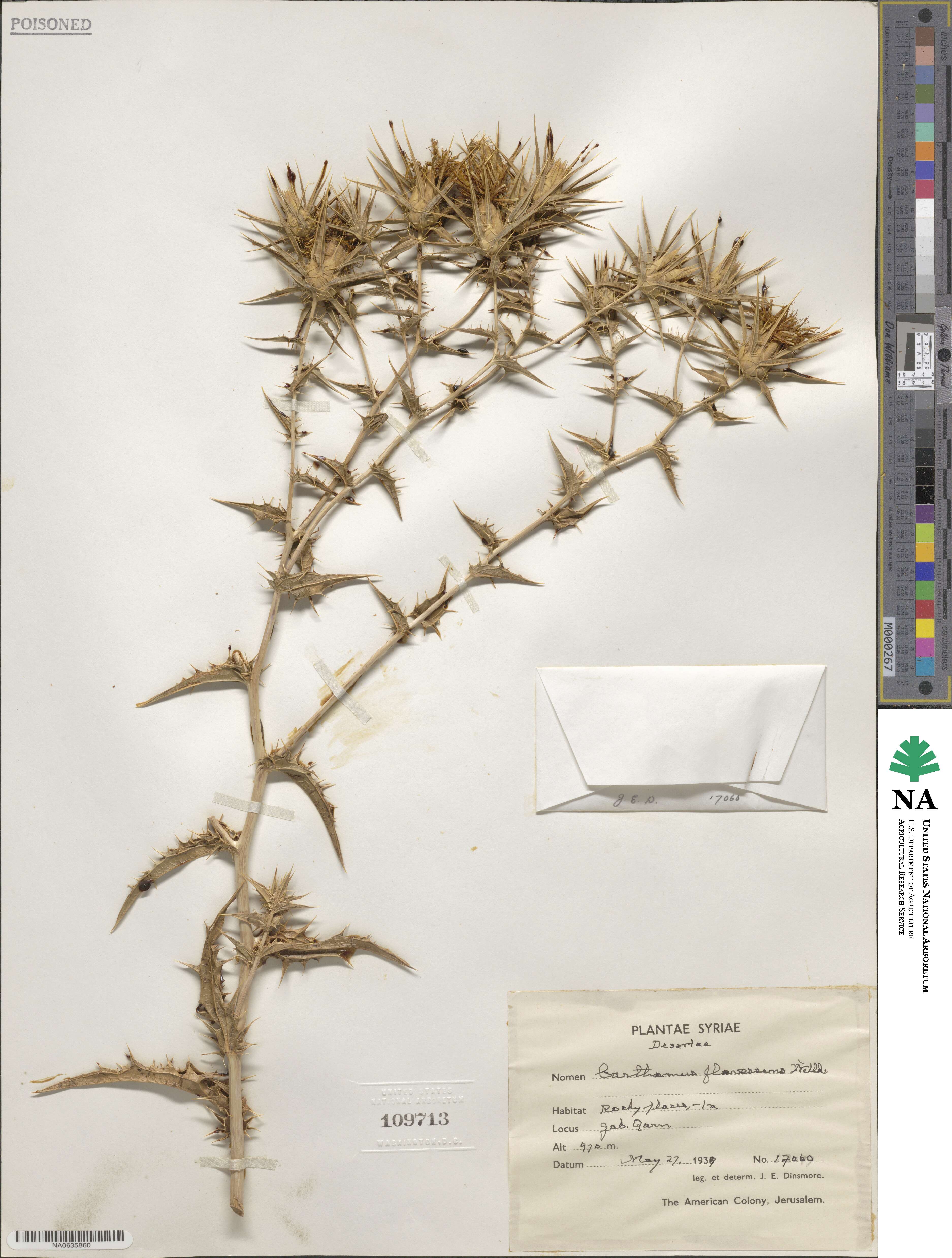 Carthamus persicus image