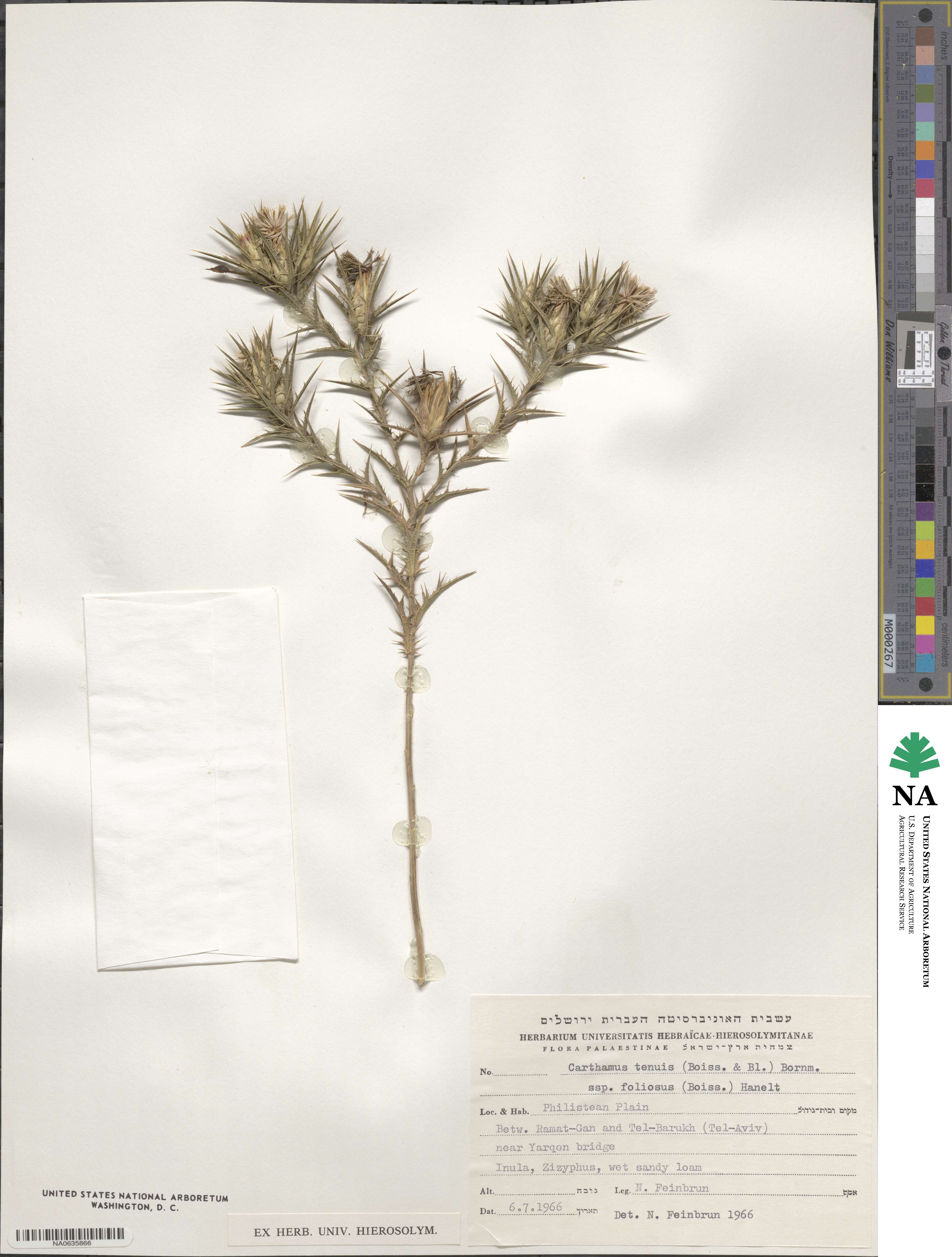 Carthamus tenuis subsp. foliosus image