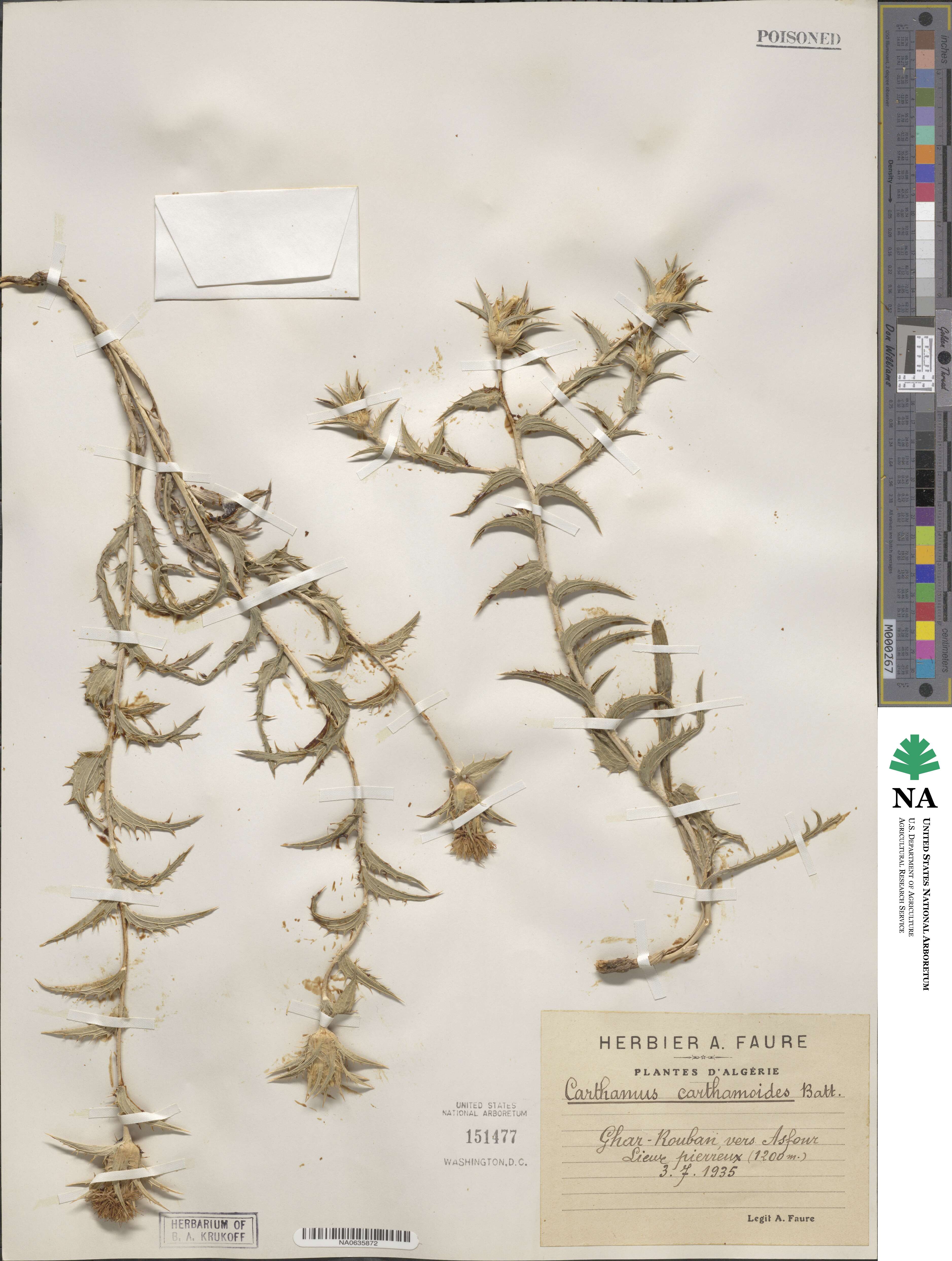 Carduncellus image