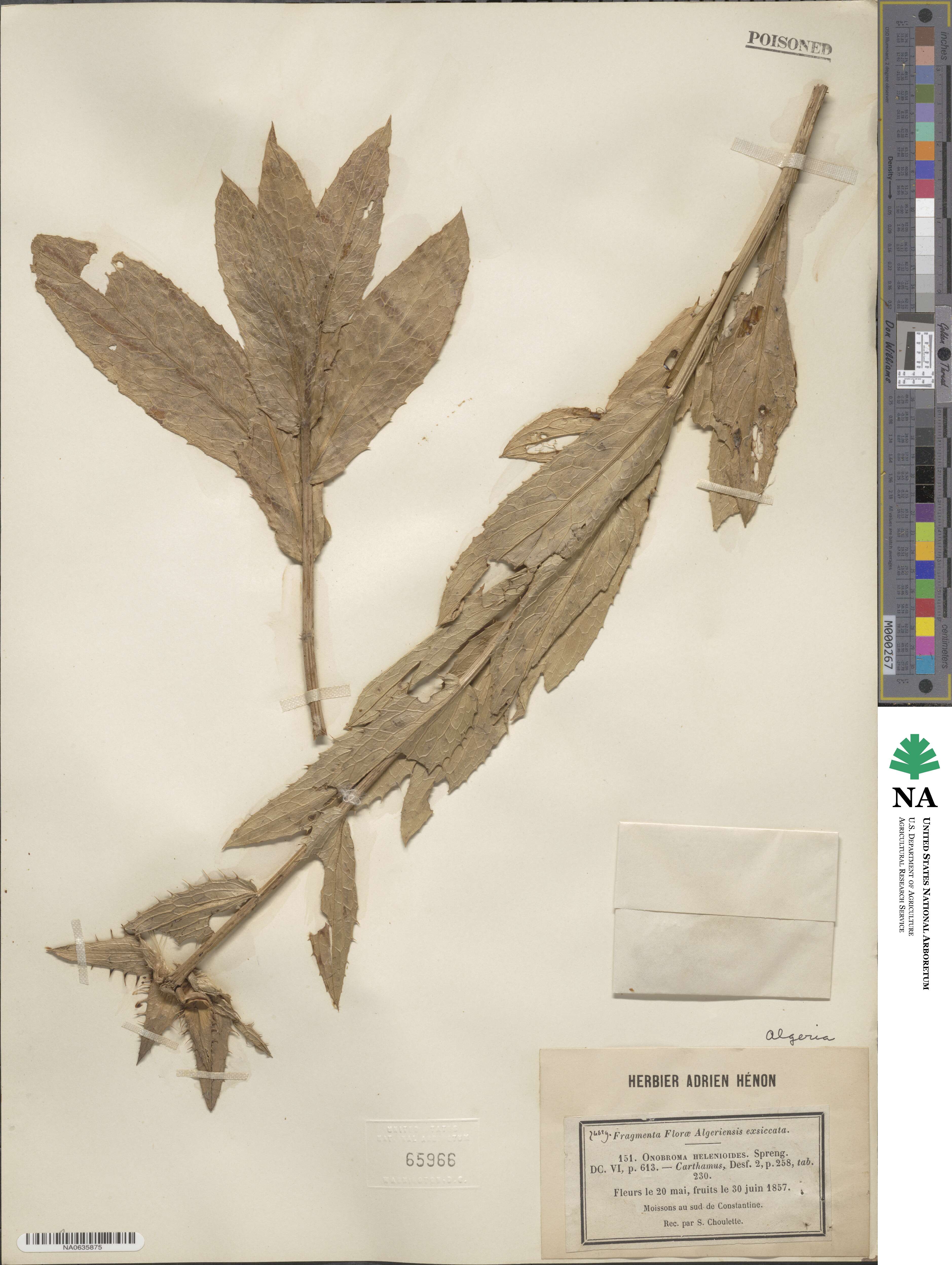 Carduncellus helenioides image