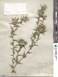 Carthamus lanatus image