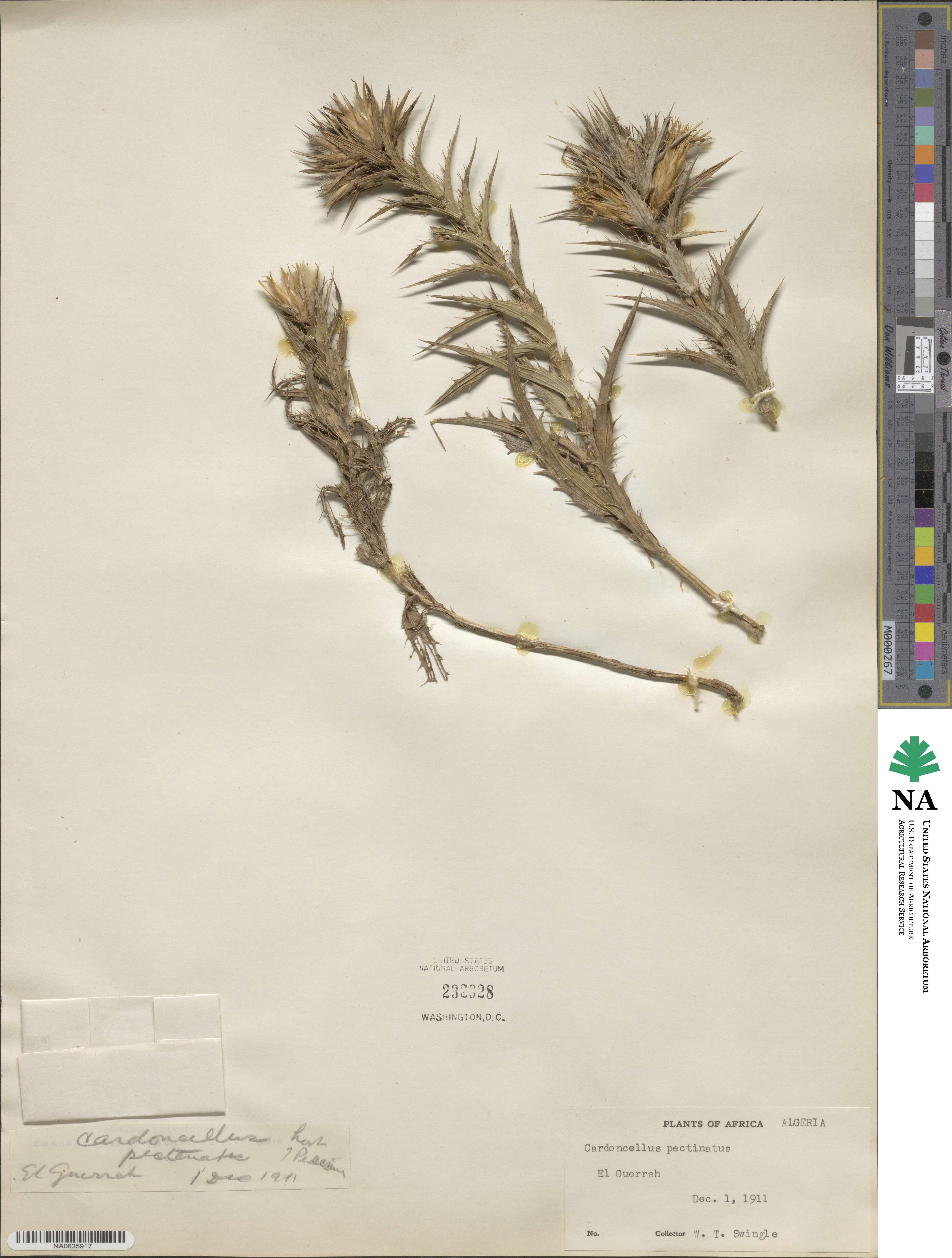 Carduncellus pectinatus image