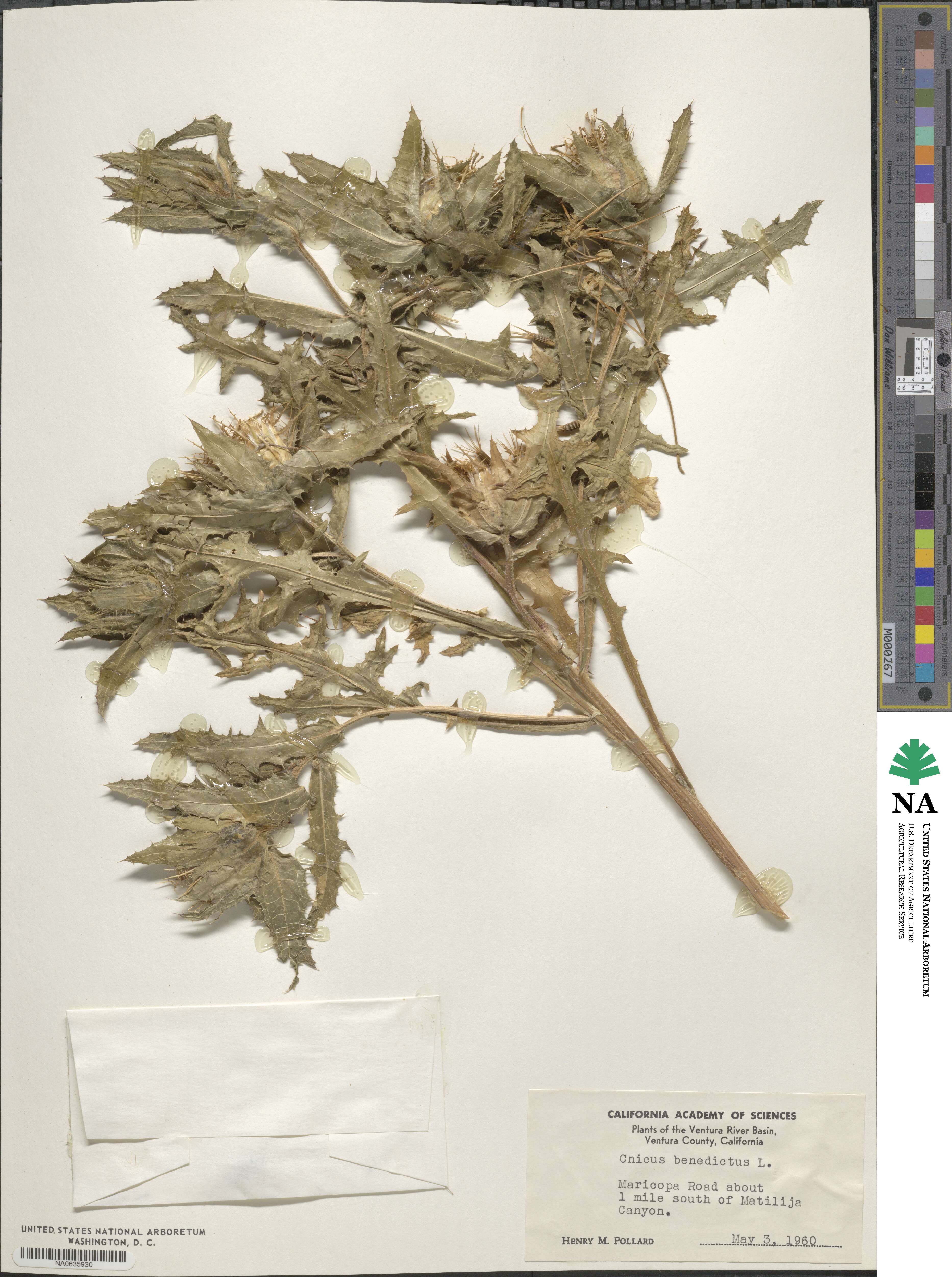 Centaurea benedicta image
