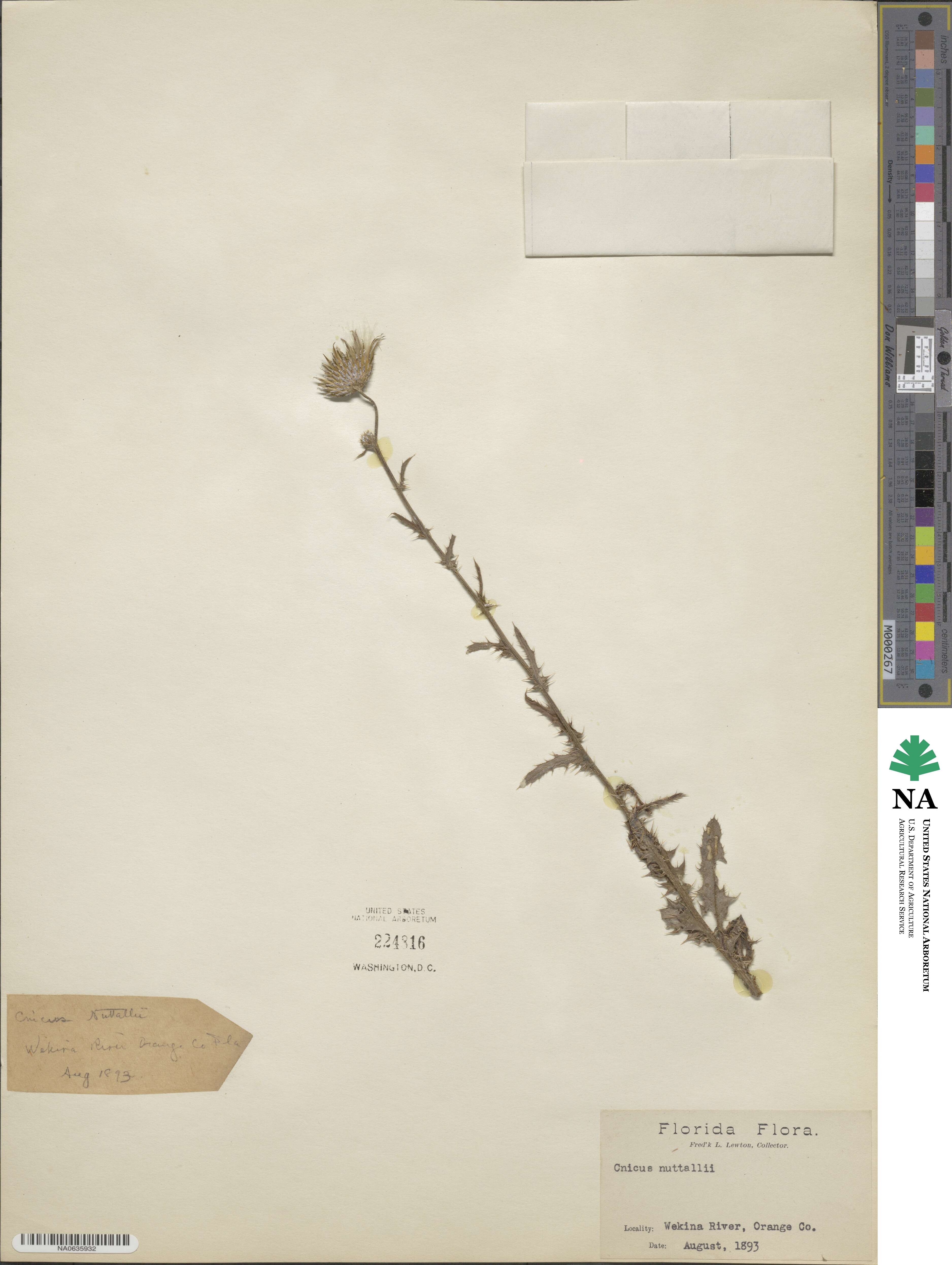 Cirsium nuttalii image