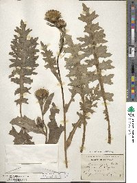 Cirsium acaule subsp. acaule image