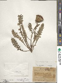 Cirsium acaule subsp. acaule image