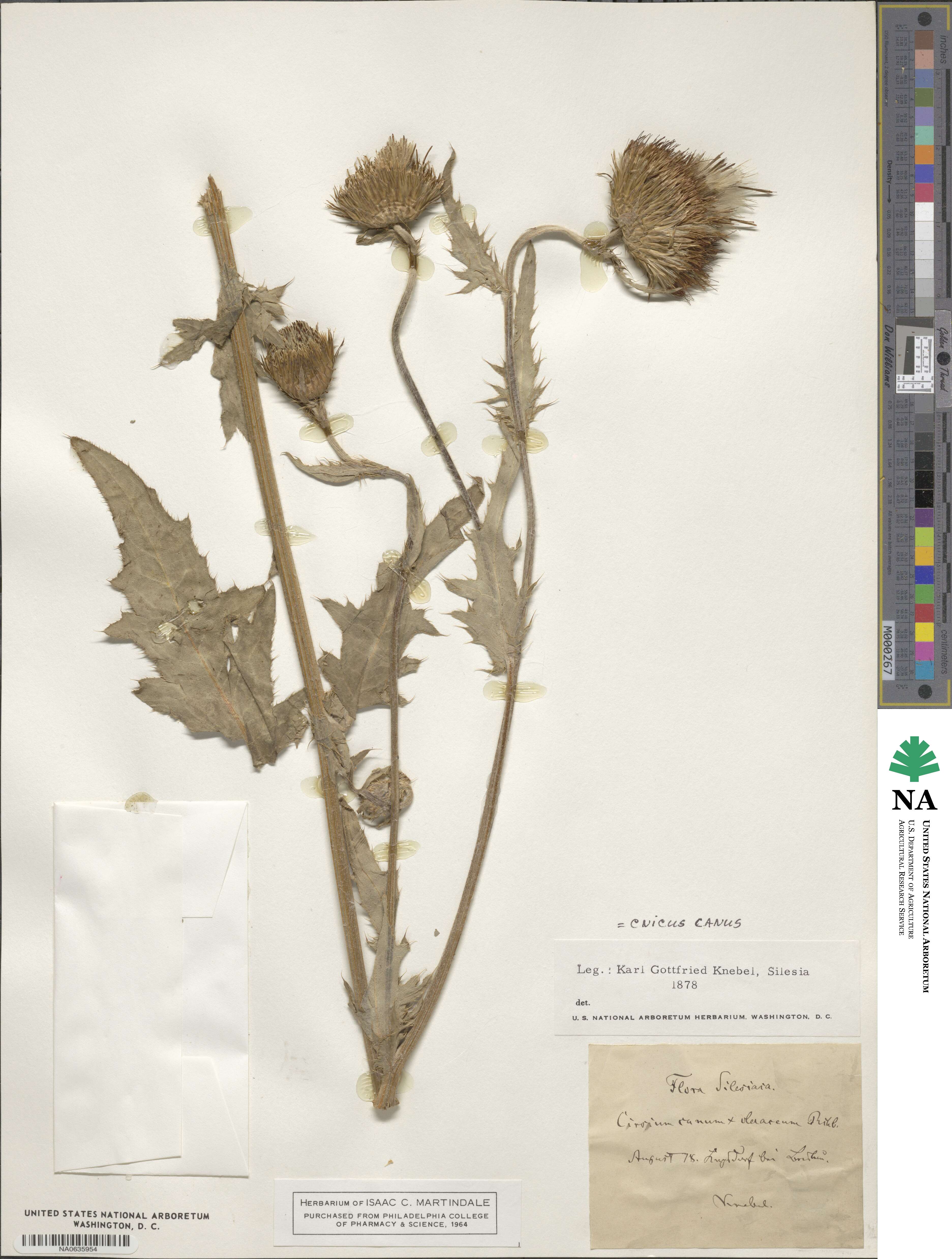 Cirsium canum image