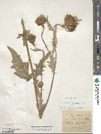 Cirsium canum image