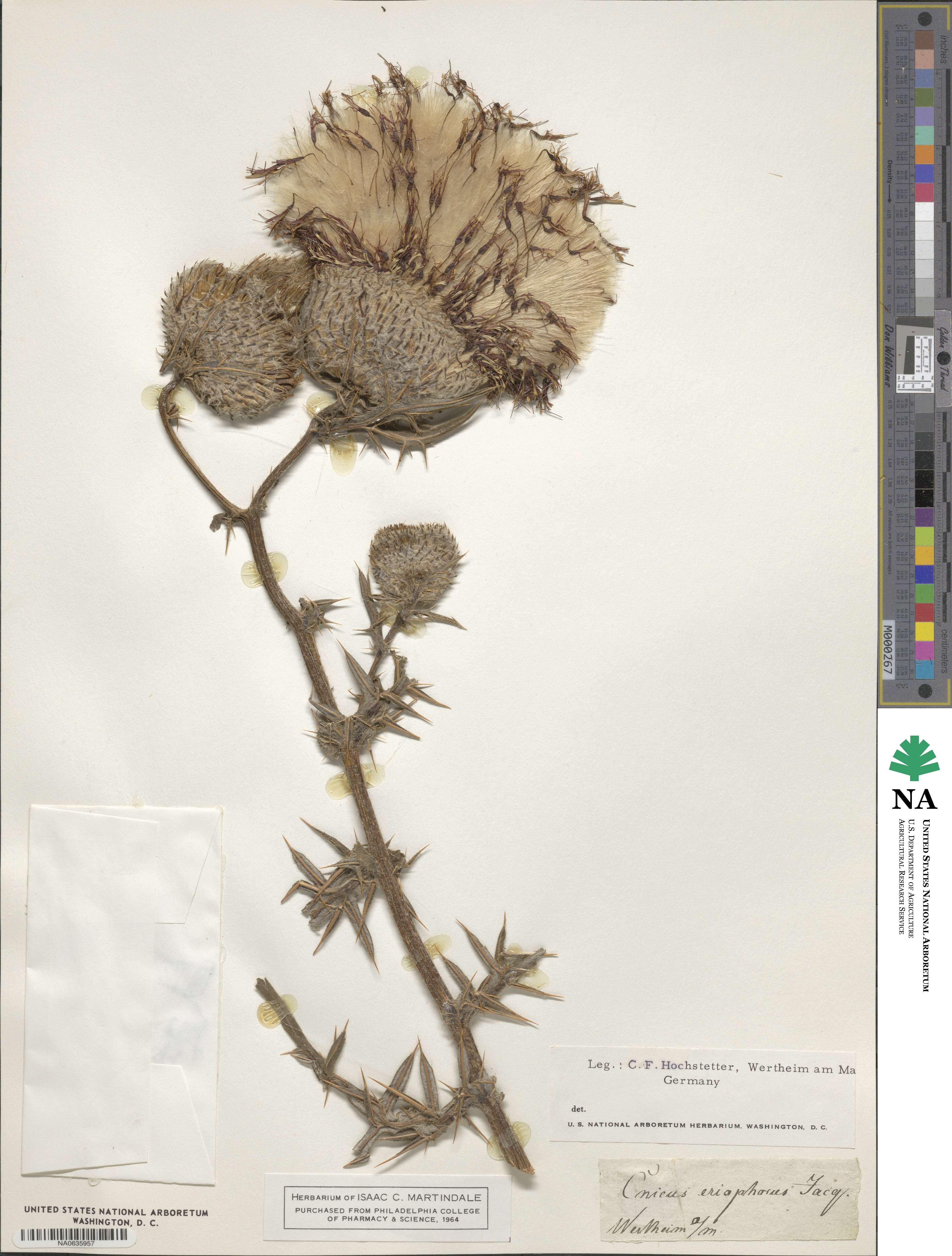 Cirsium eriophorum image