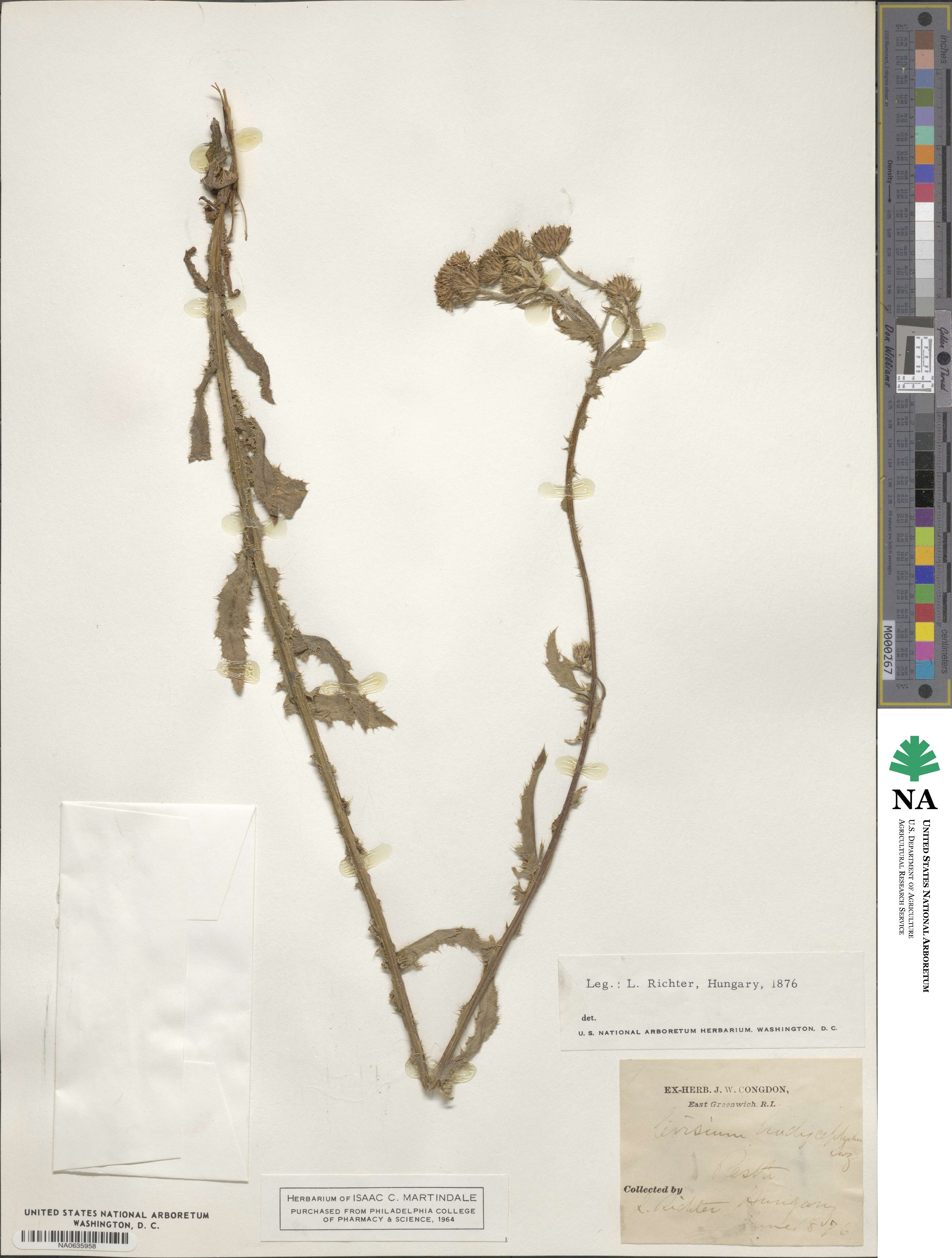 Cirsium heterophyllum image