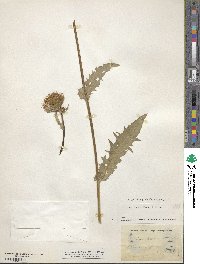 Cirsium × ochroleucum image