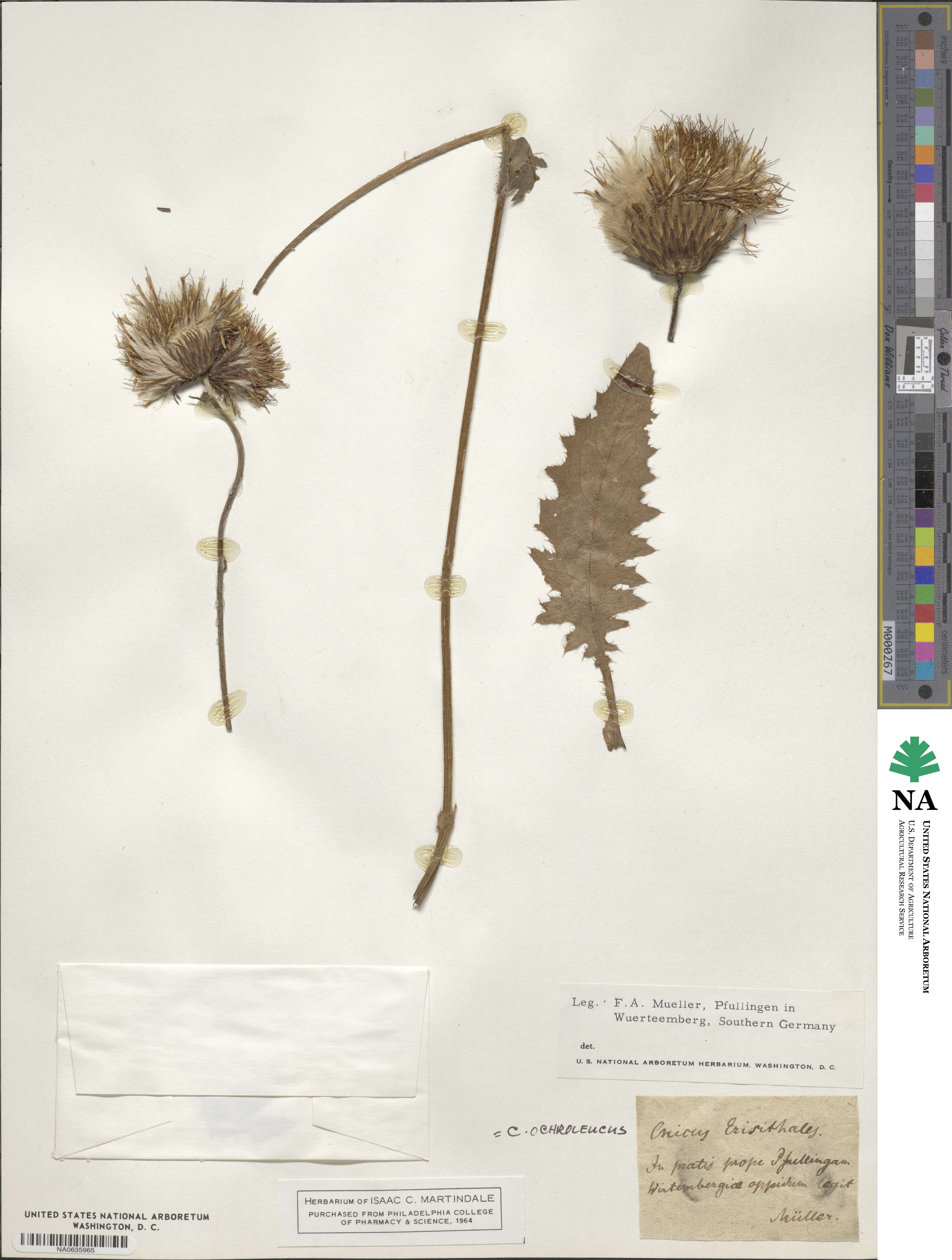 Cirsium × ochroleucum image