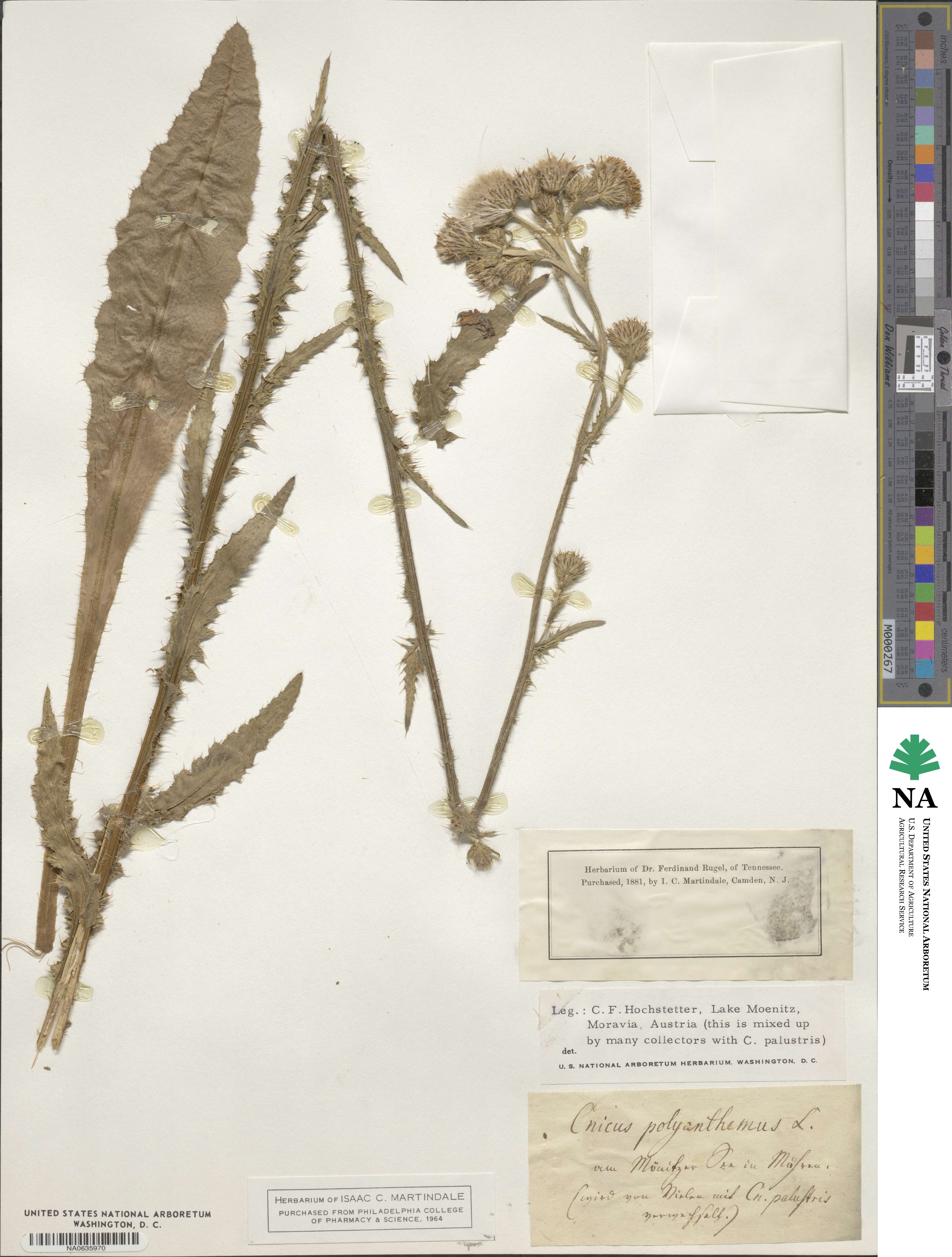 Carduus collinus subsp. collinus image