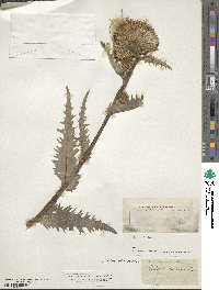 Cnicus spinosissimus image