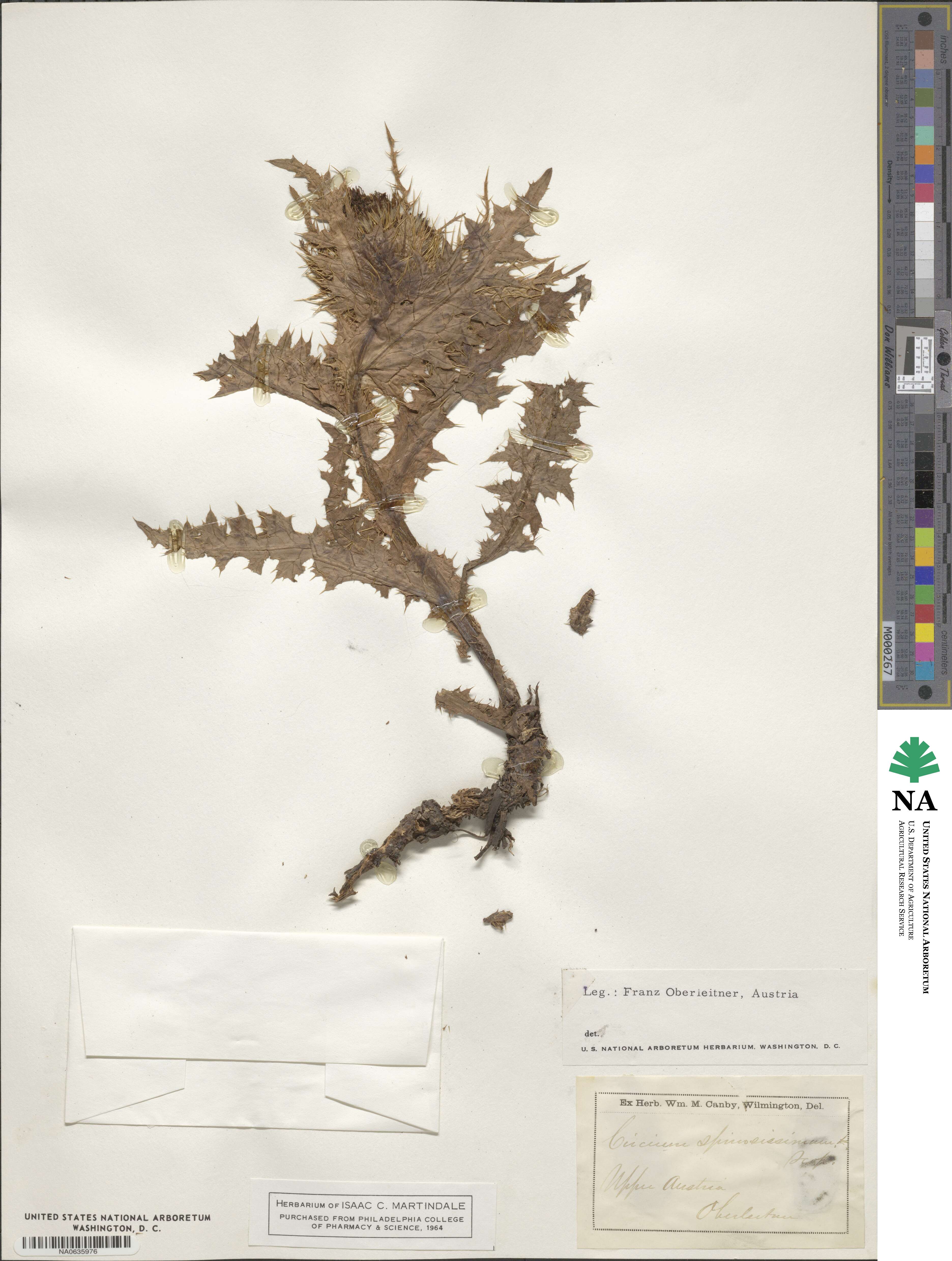 Cnicus spinosissimus image