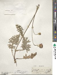 Cirsium tuberosum image