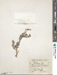 Cirsium arvense image