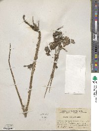 Cirsium japonicum image