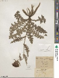 Cirsium japonicum image