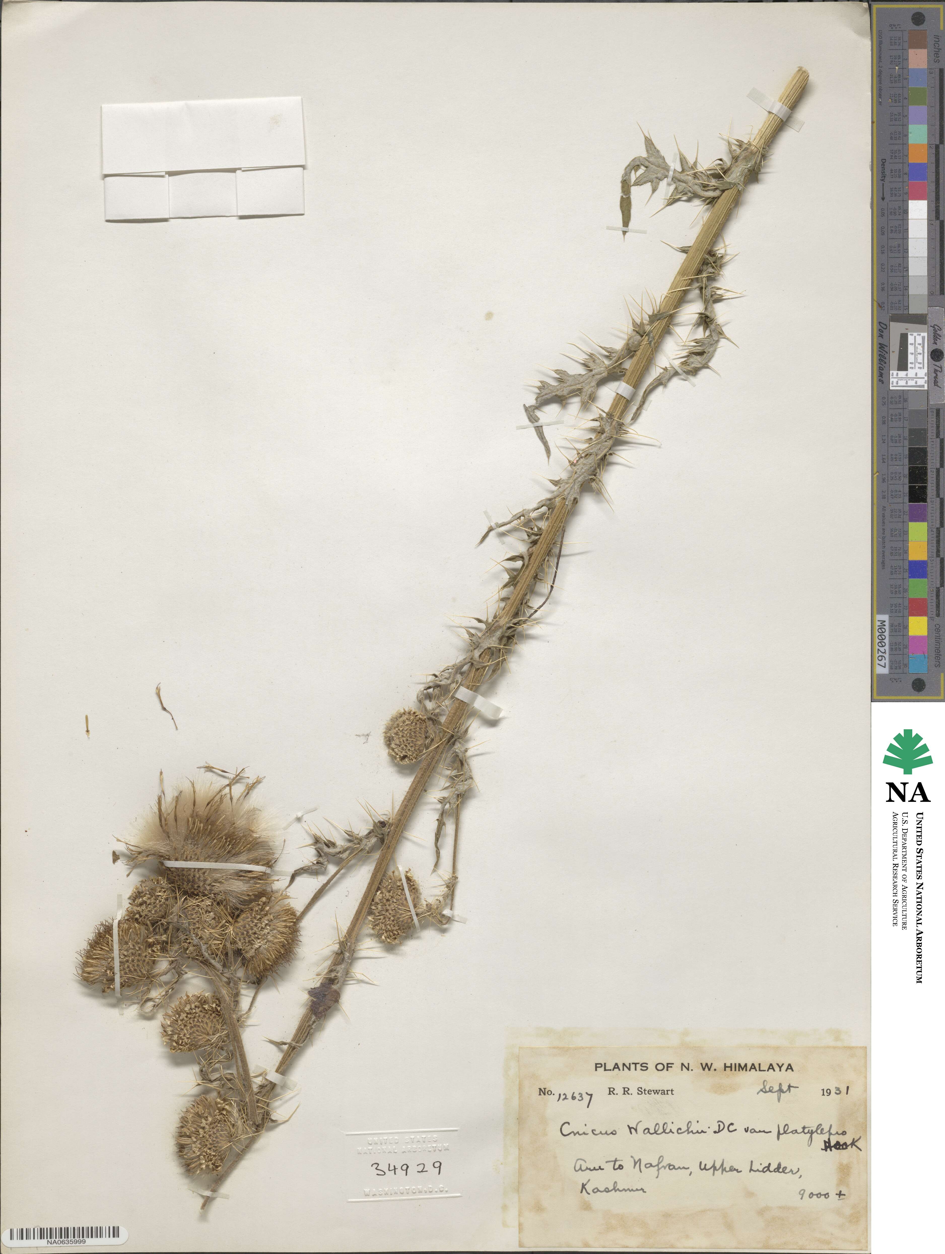 Cirsium wallichii image