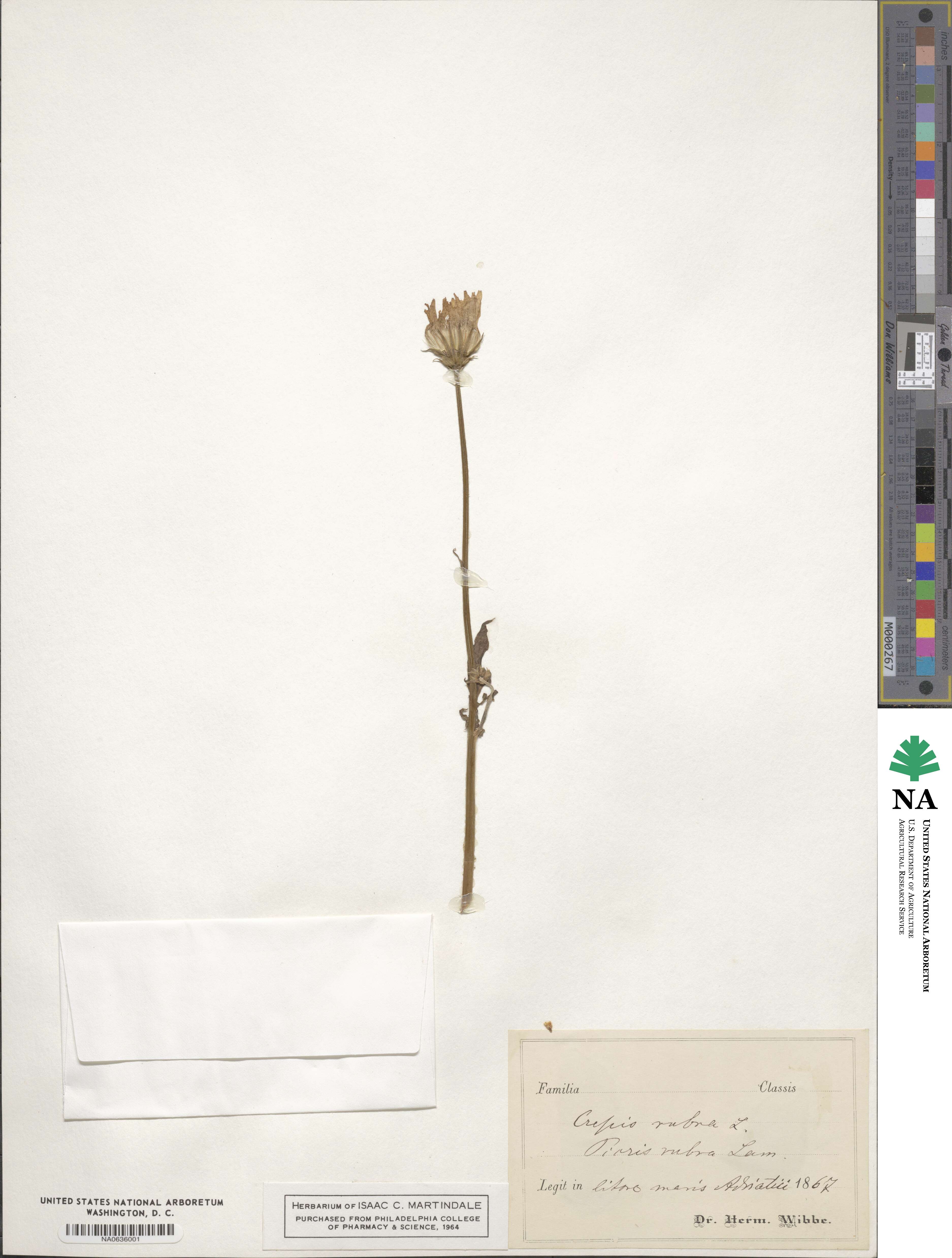 Crepis rubra image