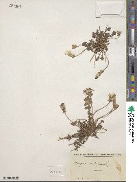 Crepis rubra image