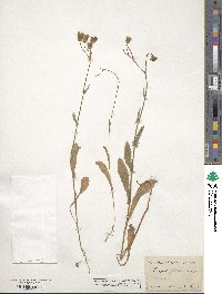 Crepis setosa image